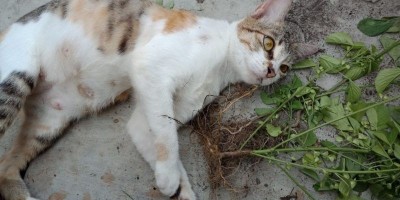 Catnip, Tanaman yang Bisa Membuat Kucing Anda Sangat Bahagia