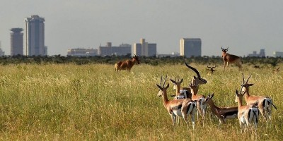 Nairobi National Park: Satu-satunya Taman Nasional di Dunia yang Berada di Kota Besar