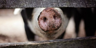 Ditemukan pada Babi, Virus Ini Disebut Berpotensi Jadi Pandemi Berikutnya