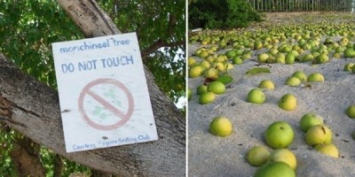 Pohon Paling Beracun dan Mematikan Itu Bernama Manchineel