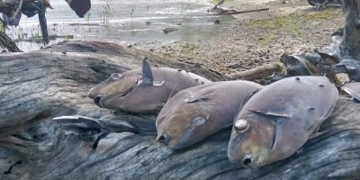 60 Persen Ikan Terancam Punah Akibat Peningkatan Suhu Laut