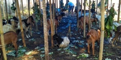 Kasus Corona Kembali Tinggi, Warga Jakarta Diimbau Beli Hewan Qurban Secara Online