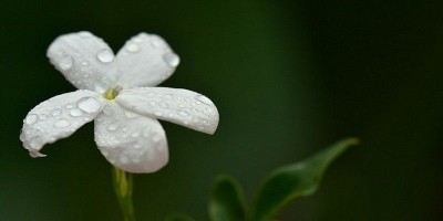 Mengenal Bunga Melati, si Puspa Bangsa Indonesia