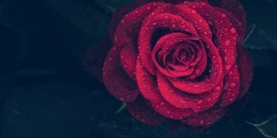 Manfaat Bunga Mawar